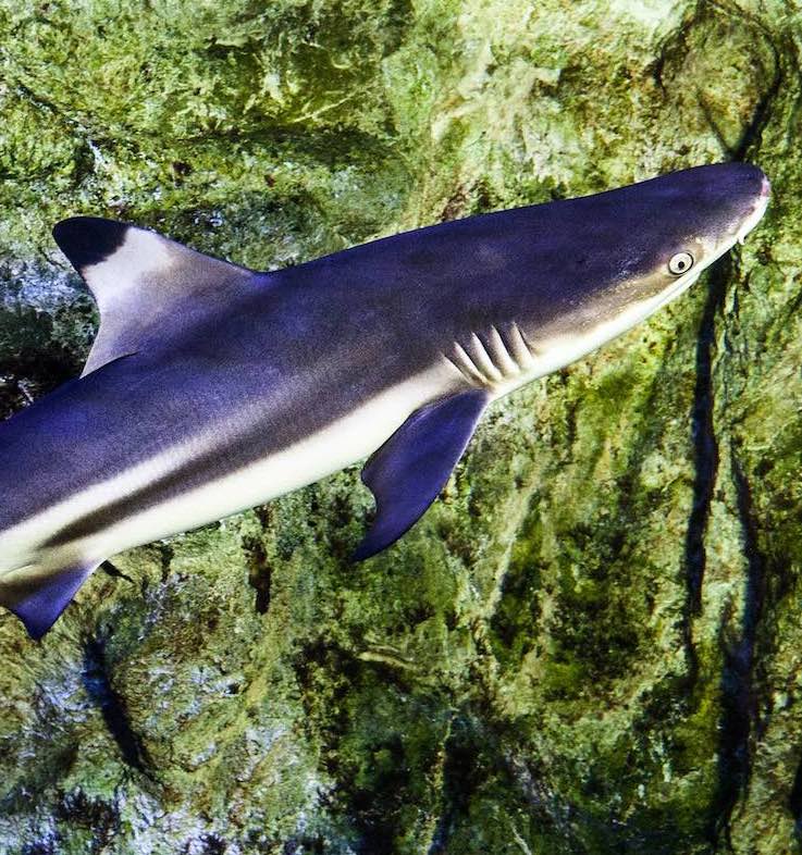 verlies uzelf kromme Dageraad Zee Aquarium Bergen aan Zee van Amazone tot Zeehond!