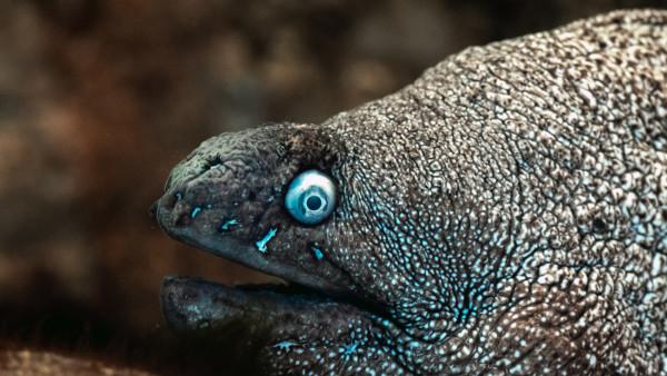 Zee Aquarium Bergen Aan Zee Van Amazone Tot Zeehond