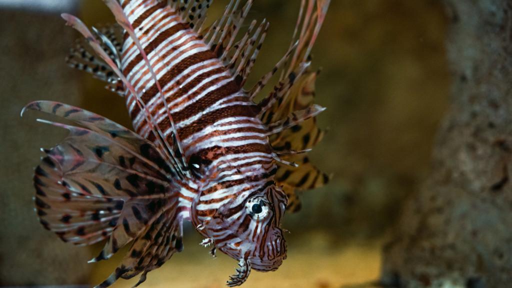 verlies uzelf kromme Dageraad Zee Aquarium Bergen aan Zee van Amazone tot Zeehond!